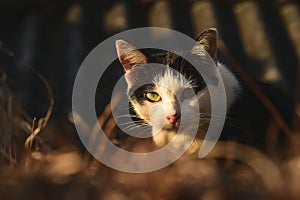 close up portrait of cute black and white cat sitting