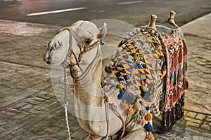 Close up portrait of cute camel in harness, saddle and colorful carpets with tassels