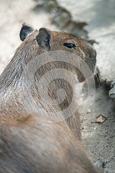 Close up portrait of a cute capybara Hydrochoerus hydrochaeris