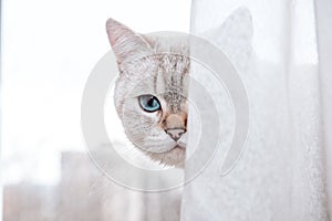 Close-up portrait of cute cat face looking out of white and beige curtain against blurred background with copy space