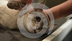 Close-up portrait of cute cat in pet beauty salon during hairdo. Professional hairdresser conducts grooming of cat by
