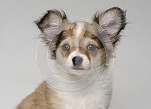 Close-up portrait of cute chihuahua puppy photo