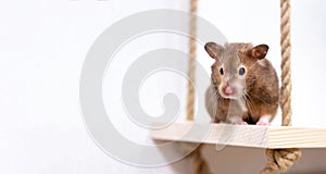 Close-up portrait of a cute curious Syrian hamster in a white background.