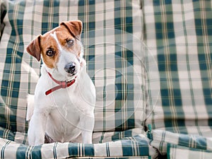 Close-up portrait of cute dog Jack russell sitting on green checkered pads or cushion on Garden bench or sofa outside at