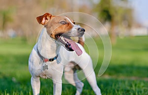 Close up portrait of a cute dog jack russell terrier on green lawn grass