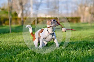 Close up portrait of a cute dog jack russell terrier on green lawn grass