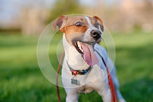 Close up portrait of a cute dog jack russell terrier on green lawn grass