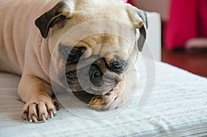 Close-up portrait of cute dog puppy pug gnaw Succulent bone