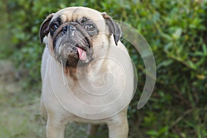 Close-up portrait cute dog puppy pug with saliva and snot photo