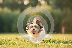 Close up portrait of cute dog that is running on the green field, little girl is at background, blurred