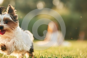 Close up portrait of cute dog that is running on the green field, little girl is at background, blurred