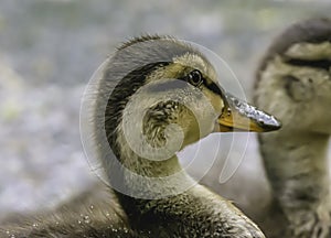 Close up portrait of cute duckling