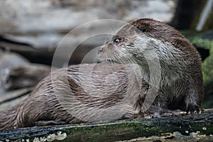 Close-up portrait of cute eurasian otter is in a pond