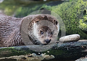 Close-up portrait of cute eurasian otter is in a pond