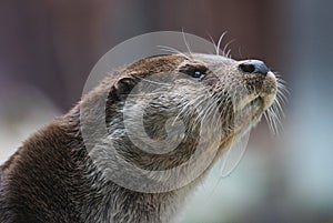 Close-up portrait of cute eurasian otter is in a pond