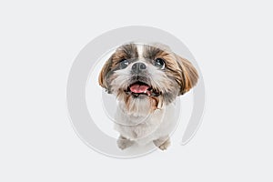 Close up portrait of cute funny Shih Tzu dog looking at camera isolated over white studio background.