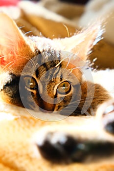 Close-up portrait of cute, furry cat. Sunlight. Little kitten on soft crochet blanket, relaxing