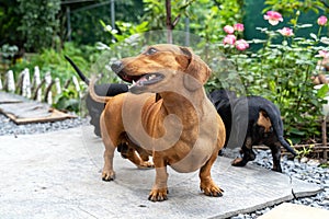 Close-up portrait of cute ginger and black-n-tan dachshunds, smiling face.