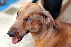 Close up portrait of cute ginger dachshunds, smiling with tongue out.