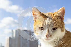 Close up portrait of cute ginger red cat on blue sky and modern house background