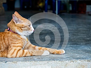 Close-up portrait of cute lazy young ginger cat looking out while relaxing lying on concrete ground floor.