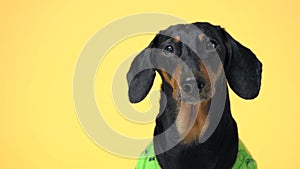 Close up portrait of cute little black and tan dachshund wearing green dress, looking at different sides and blinking, finally