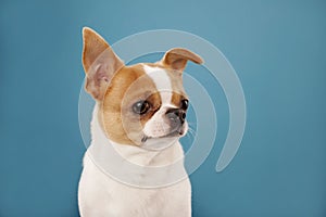 Close up portrait of cute little chihuahua white brown color over blue background. Copy space for text