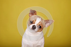 Close up portrait of cute little chihuahua white brown color over yellow background