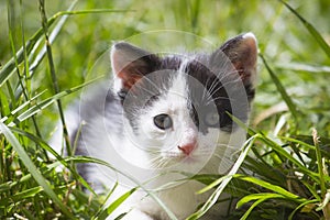 Close up portrait of Cute little kitten outdoor