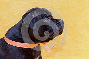 Close up portrait of cute little puppy of staffordshire bull terrier breed, black color with coral ribbon on the neck, looking up.