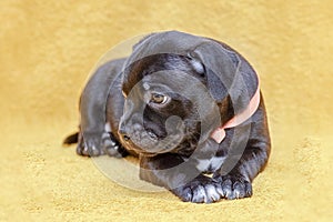 Close up portrait of cute little puppy of staffordshire bull terrier breed, black color with coral ribbon on the neck, looking up.