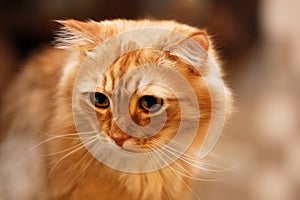 Close up portrait of cute long-haired red siberian cat with impressive look. Animal in our home.