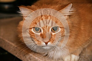 Close up portrait of cute long-haired red siberian cat with impressive look. Animal in our home.