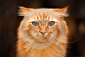 Close up portrait of cute long-haired red siberian cat with impressive unpleased look. Animal in our home.