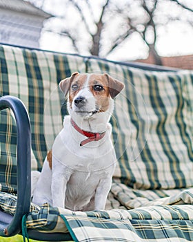 Close-up portrait of cute quiet dog Jack russell sitting on green checkered pads or cushion on garden bench or sofa at sunny day.