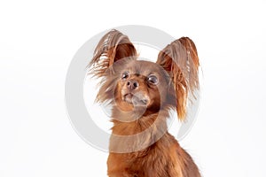 Close up portrait of cute russian long haired toy terrier of red color breed dog sitting on white background.