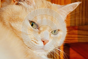 Close-up portrait of a cute serious cream tabby cat with green eyes