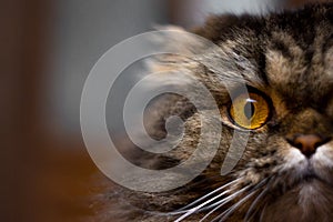 Close up portrait of cute serious gray cat with big orange eyes looking at camera, half of cat face