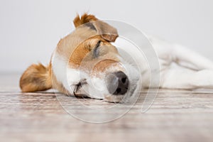Close up portrait of a cute small dog lying on the floor and sleeping. Feeling tired or bored. Pets indoors, home, lifestyle