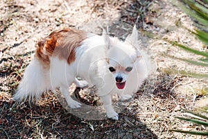 Close-up portrait of cute smiling chihuahua dog on hot summer day outdoors