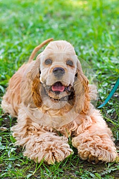 Close-up portrait of a cute sporting dog breed American Cocker