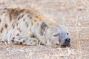 Close up and portrait of a cute Spotted Hyena lying down in the bush. Wildlife Safari in Kruger National Park, the main travel des
