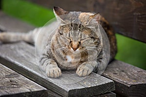 Close up portrait of cute striped cat with white paws and thick whiskers sleeping and seeing sweet dreams on wooden