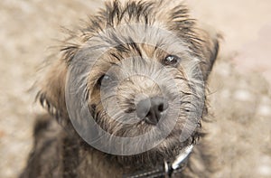 Close up portrait of a cute terrier cross puppy