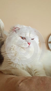 Close-up portrait of a cute, white fluffy cat with narrowed brown eyes.