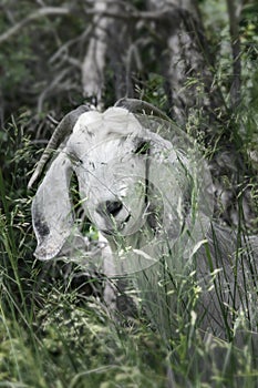 Close-up portrait of cute white goat lost in forest. Anglo-Nubian breed of domestic goat.