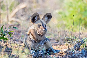 Close up and portrait of a cute Wild Dog or Lycaon lying down in the bush. Wildlife Safari in Kruger National Park, the main