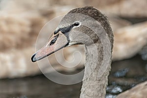 Close up portrait of a cute young mute swan