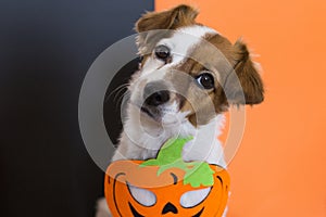 close up portrait of a cute young small dog lying on on the wood floor with a halloween costume and decoration. Pets indoors.