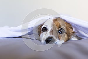 close up portrait of a cute young small dog over white background. lying on bed with a white sheet over his head. Pets indoors.